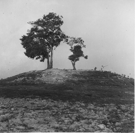 Go Cay Thi A site before excavation in 1944 (Source: EFEO)