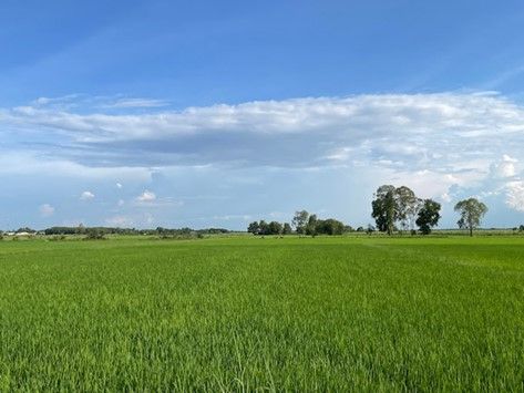 Vast rice fields surrounding the Tháp Chóp Mạt site